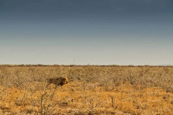 Aslan Afrika Savannah'ın üzerinde yürüme. Günbatımı ışığı ile yan görünüm. Namibya. Afrika. — Stok fotoğraf