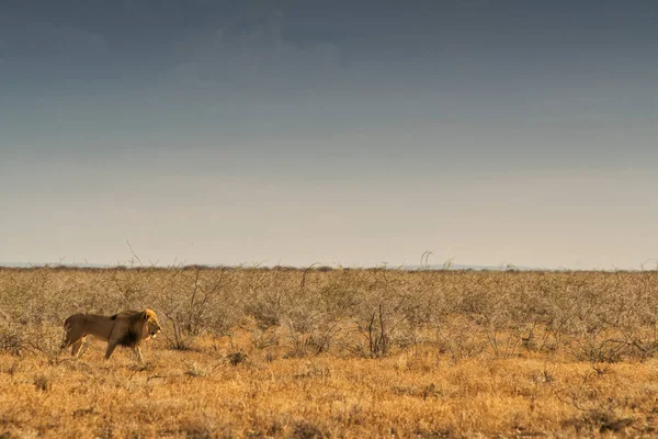 Lion marchant sur la savane africaine. Avec lumière du coucher du soleil, vue latérale. Namibie. Afrique . — Photo