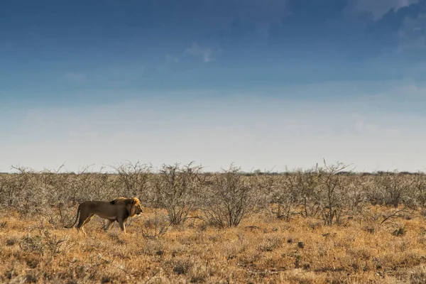 Aslan Afrika Savannah'ın üzerinde yürüme. Günbatımı ışığı ile yan görünüm. Namibya. Afrika.