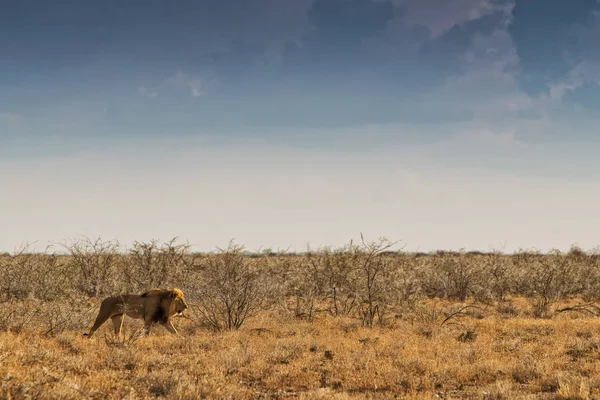 Lion marchant sur la savane africaine. Avec lumière du coucher du soleil, vue latérale. Namibie. Afrique . — Photo