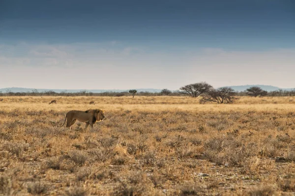 Lion marchant sur la savane africaine. Avec lumière du coucher du soleil, vue latérale. Namibie. Afrique . — Photo