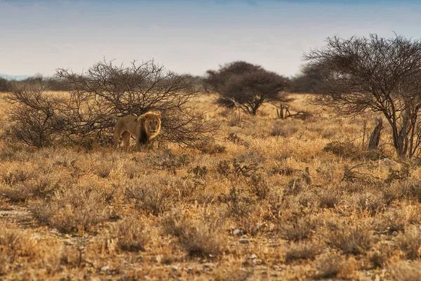 Aslan Afrika Savannah'ın üzerinde yürüme. Gün batımı ışıkla. Namibya. Afrika. — Stok fotoğraf