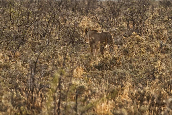 Lejoninna promenader bland buskar från den afrikanska savannen sedd bakifrån. Namibia. — Stockfoto