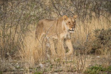 Afrika savana çalılar arasında yürüyen dişi aslan. Namibya.