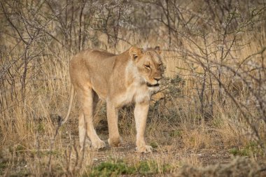 Afrika savana çalılar arasında yürüyen dişi aslan. Namibya.