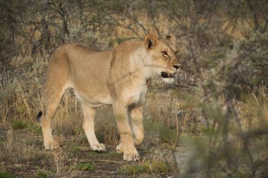 Afrika savana çalılar arasında yürüyen dişi aslan. Namibya.