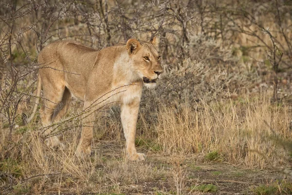 雌狮行走在非洲大草原的灌木丛中。纳米比亚. — 图库照片