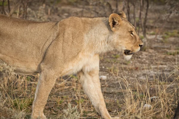 Lioness walking among bushes of the African savannah. Namibia. — Stock Photo, Image
