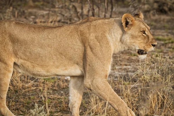 Львица гуляет среди кустов африканской саванны. Намибия . — стоковое фото