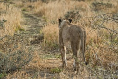 Arkadan Savannah görünümü üzerinde yürüyen dişi aslan. Namibya. Afrika.