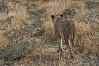 Arkadan Savannah görünümü üzerinde yürüyen dişi aslan. Namibya. Afrika.