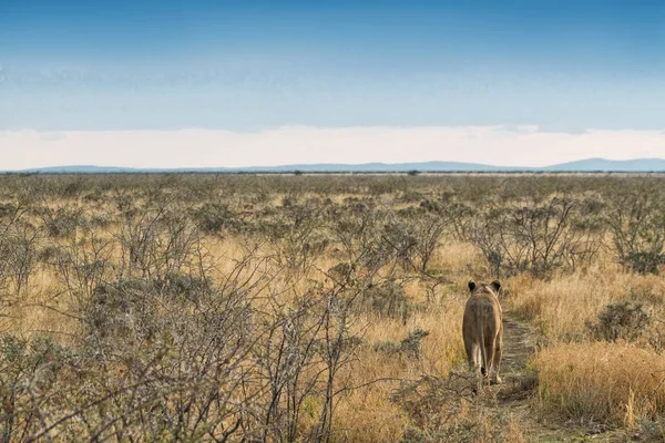 Lionne marchant sur la vue de savane par derrière. Namibie. Afrique . — Photo