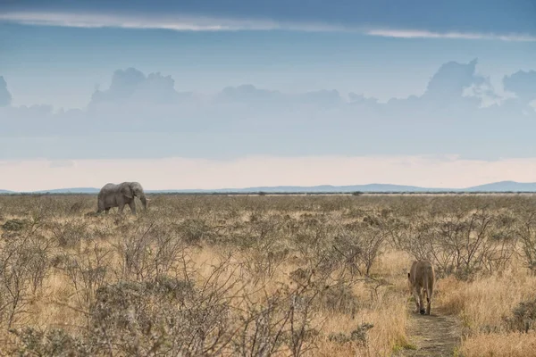 Éléphant et lionne avec des chemins convergents. Namibie. Afrique . — Photo