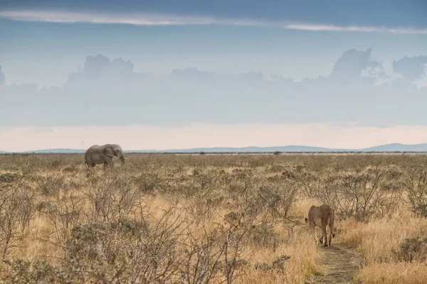 Éléphant et lionne avec des chemins convergents. Namibie. Afrique . — Photo