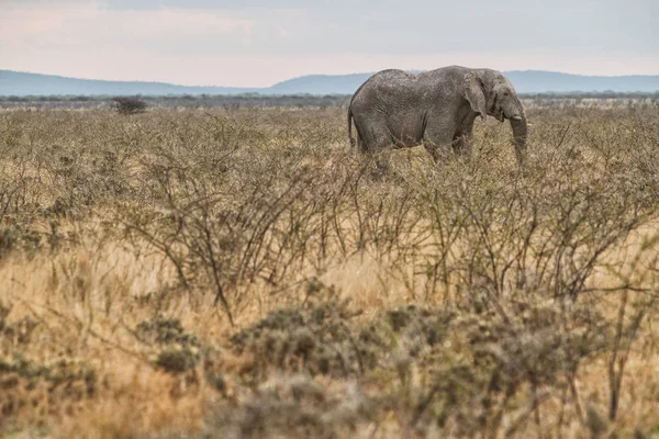 Elefante caminando en sabana con luz solar. Namibia. África . — Foto de Stock