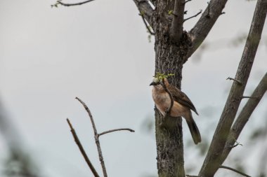Çıplak bir ağaç dalına asılı yedikardeşi yanaklı.