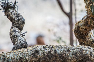 Ağaç dalı yakın çekim.
