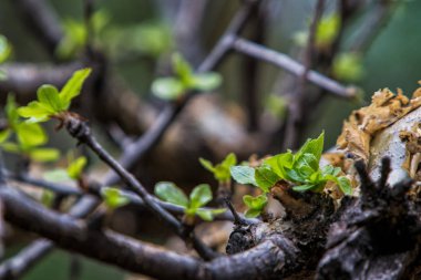 bir ağaç gövdesinde doğması için çiçek.