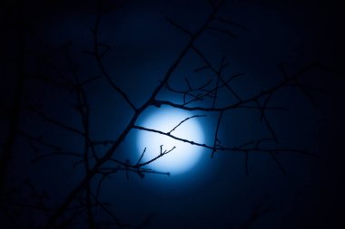 Ağaç dalları silueti ile moon.