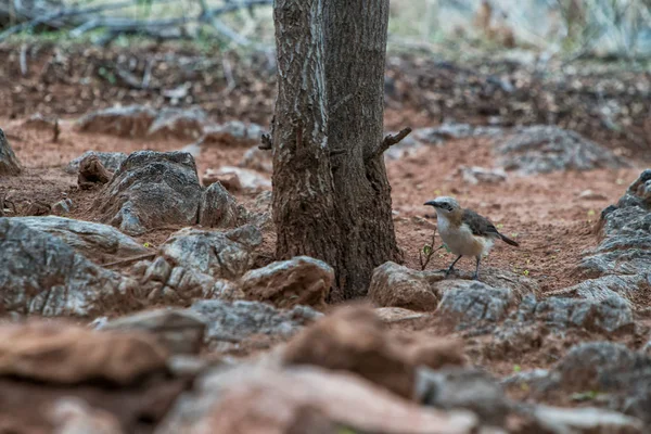 Oiseau nu joues babbler sur le sol à côté d'un tronc d'arbre . — Photo