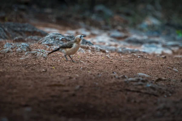 地面に鳥裸頬チメドリ. — ストック写真