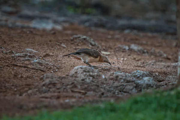 Burung Bare pipi Babbler makan serangga di tanah . — Stok Foto