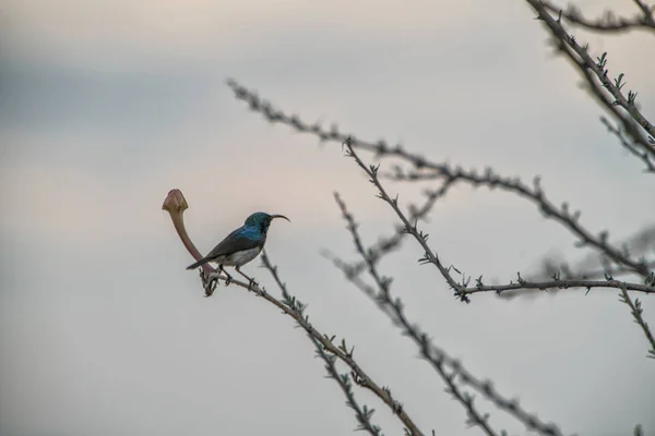 Гімалайська Sunbird на верхній частині стовбура дерева з квіткою. — стокове фото