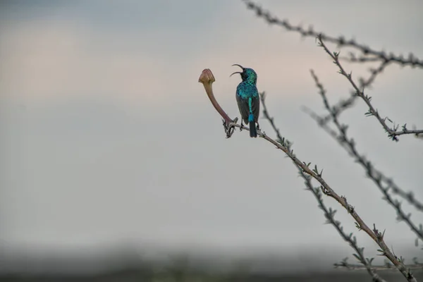 Гімалайська Sunbird на верхній частині стовбура дерева з квіткою. — стокове фото