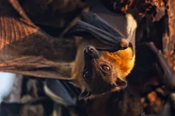 Chauve-souris suspendue à l'arbre à l'envers, avec lumière du coucher du soleil . — Photo