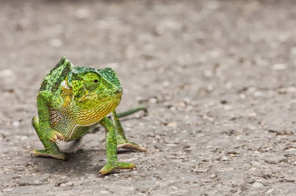 Camaleão verde para andar, close-up . — Fotografia de Stock