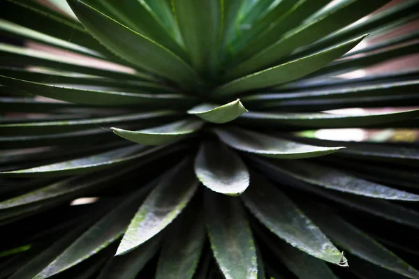 Close up of cactus, mostly image with green tones. — Stock Photo, Image