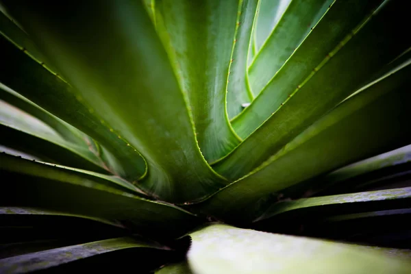 Close up of cactus, mostly image with green tones. — Stock Photo, Image