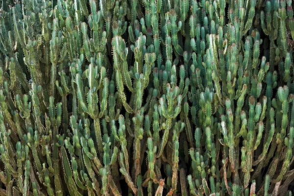 Bild med ram full av cactus. — Stockfoto