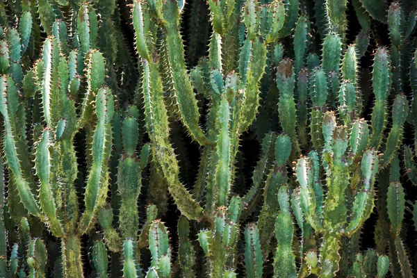 Image avec cadre plein de cactus . — Photo
