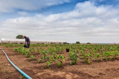 Saç ekimi sulama için Afrikalı çiftçi.