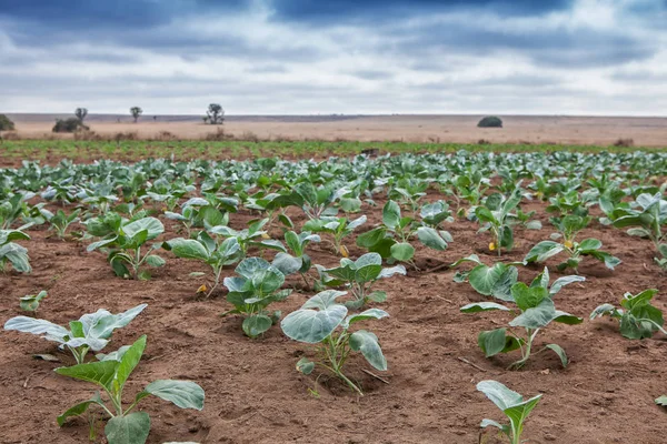 Bereich der afrikanischen Landwirtschaft in cabinda. Angola. — Stockfoto