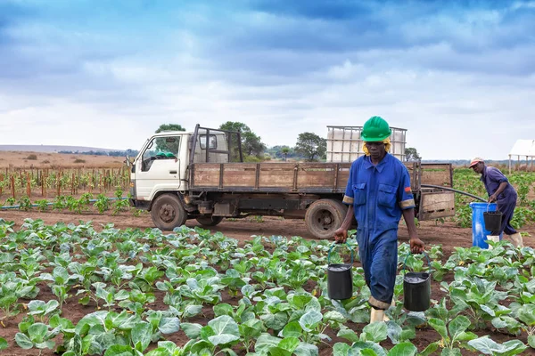 Cabinda och Angola - 09 jun 2010 - afrikanska jordbrukare går in med hinkar med vatten mellan fältet i plantation. — Stockfoto