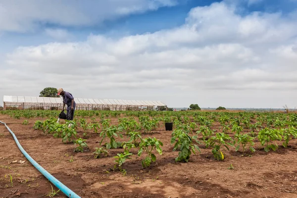 African farmer to watering plantation. — Stock Photo, Image