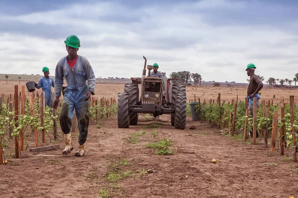 CABINDA/ANGOLA - 09JUN2010 - Team of African farmers walking between planting with tractor. — Stock Photo, Image