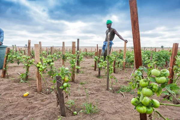 Plantación de tomates verdes con agricultor en el fondo . — Foto de Stock
