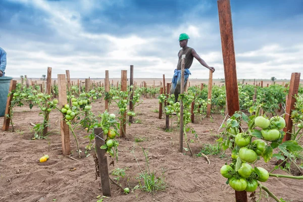 Planting green tomatoes with farmer in background. — Stock Photo, Image