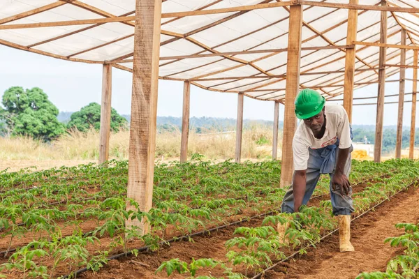 Cabinda och Angola - 09 jun 2010 - jordbrukare som arbetar i ett växthus. — Stockfoto