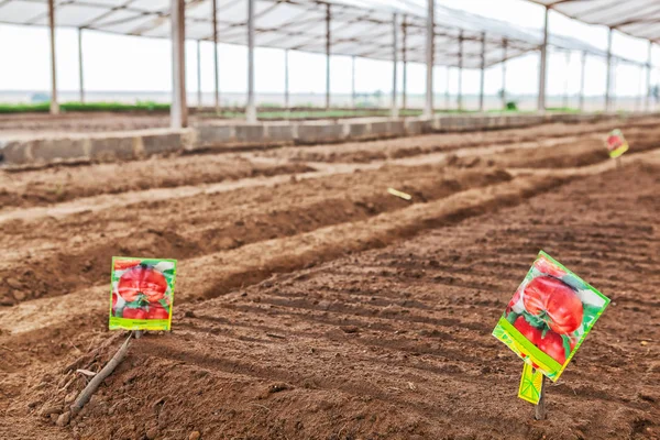 Vista interna da estufa com plantação de repolho . — Fotografia de Stock