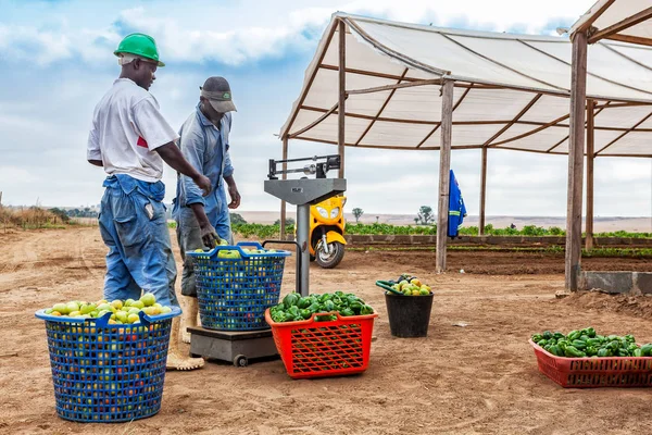 CABINDA / ANGOLA - 09JUN2010 - agricultor africano que pesa tomates.CABINDA / ANGOLA - 09JUN2010 - agricultor africano que pesa hortalizas . — Foto de Stock