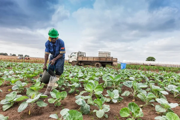 CABINDA / ANGOLA - 09JUN2010 - Agricultor africano a plantación de riego . — Foto de Stock