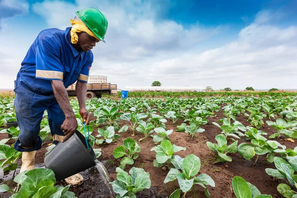 CABINDA / ANGOLA - 09JUN2010 - Agricultor africano a plantación de riego . — Foto de Stock