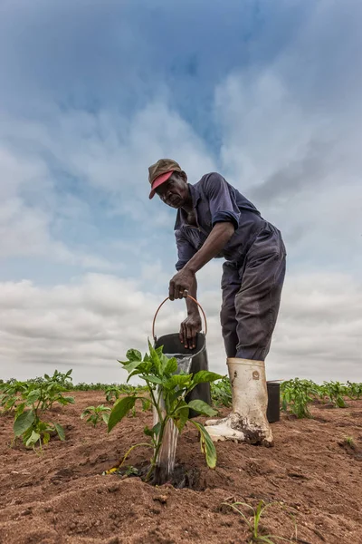 CABINDA / ANGOLA - 09JUN2010 - Agricultor africano a plantación de riego . — Foto de Stock