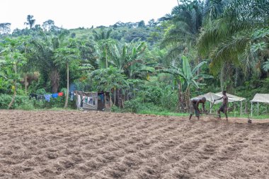Cabinda/Angola - 09 Haz 2010 - kırsal çiftçilerin arazi Cabinda bağ için. Angola, Afrika.