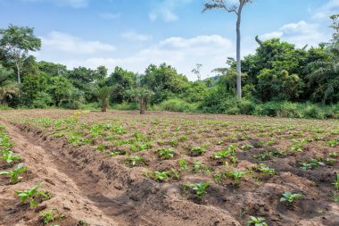Kırsal çiftlik cabinda ormanın ortasında. Angola, Afrika.