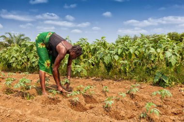 Cabinda topraklarda bağ: Cabinda/Angola - 09 Haz 2010 - kırsal çiftçi. Angola, Afrika.